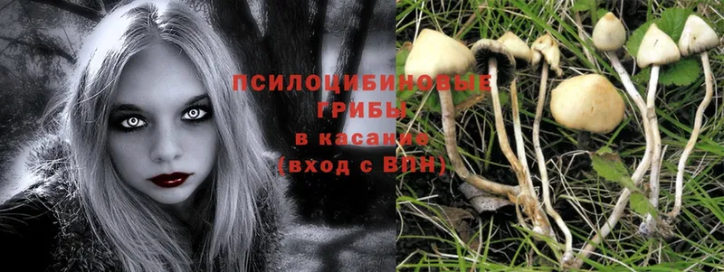 Галлюциногенные грибы Psilocybe Верхняя Тура